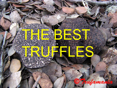 The best truffles